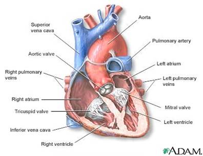 Acquired Canine Cardiac Diseases – Mitral Valve Disease (MVD) | Bichon ...