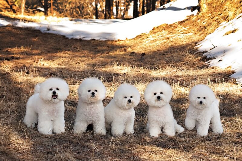 About Bichons Bichon Frise Club Of America   5bichons 800x534 