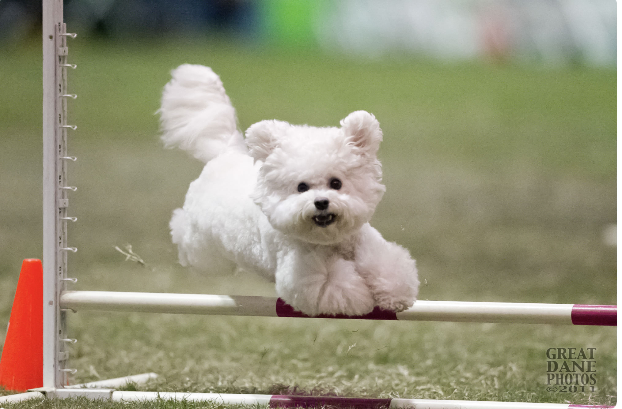 Bichon agility store