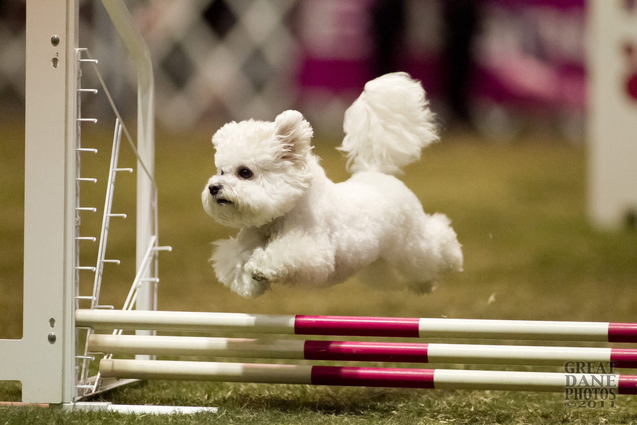 bichon agility course