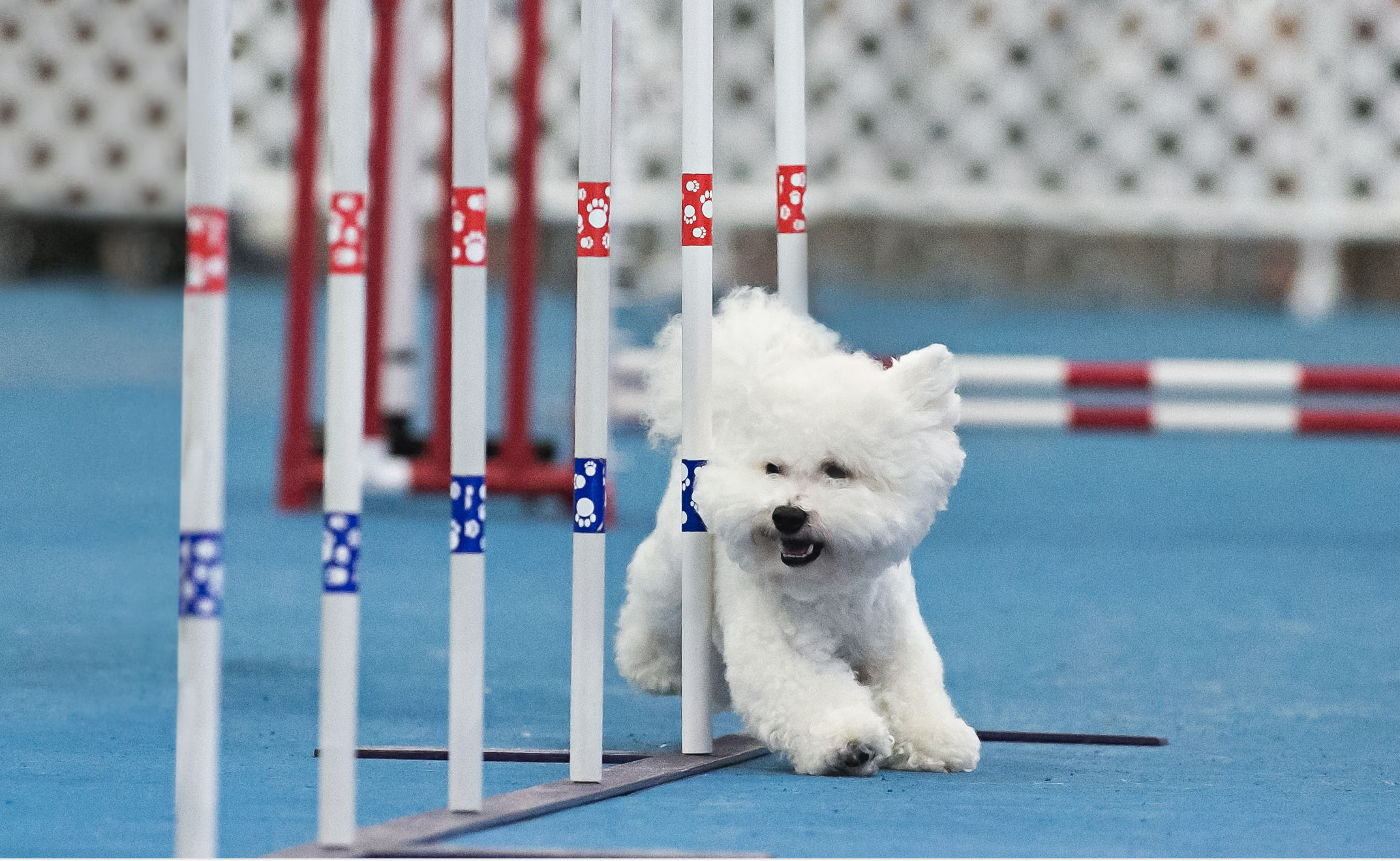 bichon agility course