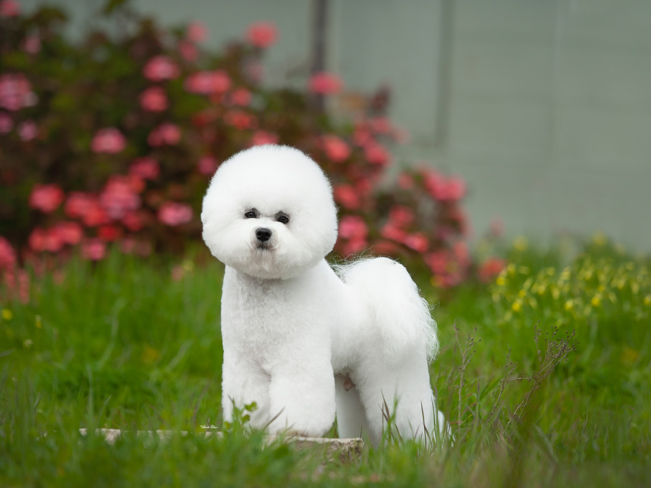 Bichon frise american shops kennel club