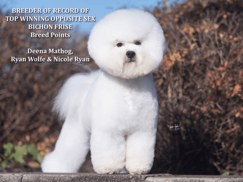 2024 Awards Bichon Frise Club of America